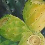 Fichi d´India - fiore, Acryl, 40 x 50 cm
